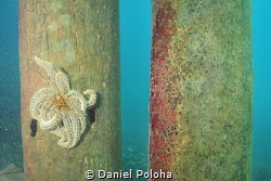 Prickly eleven-armed sea star Coscinasterias calamaria on... by Daniel Poloha 